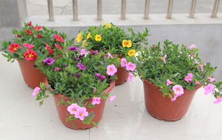 彩色牽牛花盆栽 易種花卉大苗，帶花爆盆的蔬菜園藝新寵