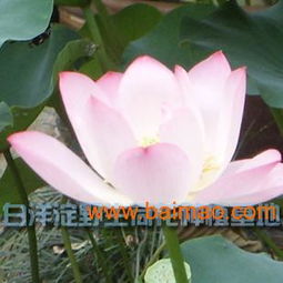 河北荷花苗優(yōu)惠出售——品質(zhì)優(yōu)良，價(jià)格親民