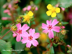 花卉攝影壁紙 一花一世界，捕捉自然的詩(shī)意瞬間